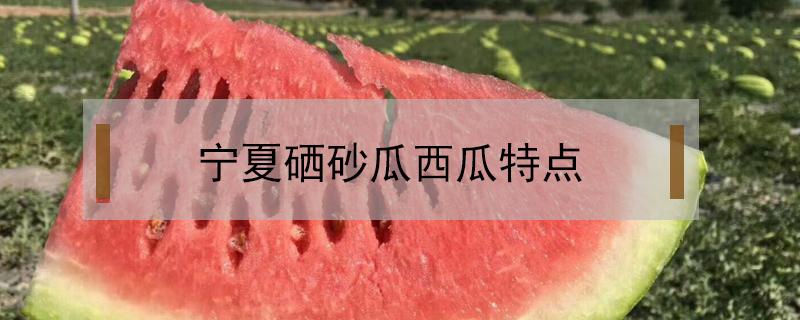 宁夏硒砂瓜西瓜特点（宁夏硒砂瓜的特点）