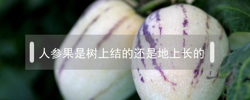 人参果是树上结的还是地上长的 人参果是树上结的还是地上长的呢