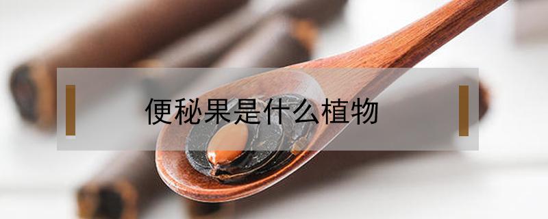 便秘果是什么植物（便秘果是什么植物,能长期服用吗）