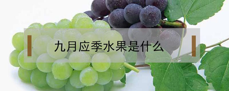 九月应季水果是什么(九月初应季水果是什么)