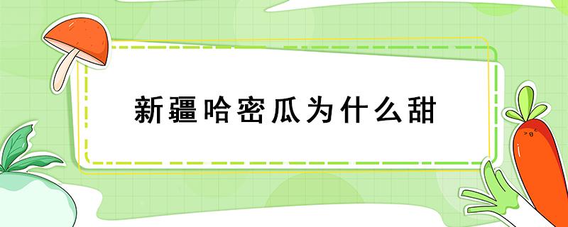 新疆哈密瓜为什么甜 新疆哈密瓜为啥甜