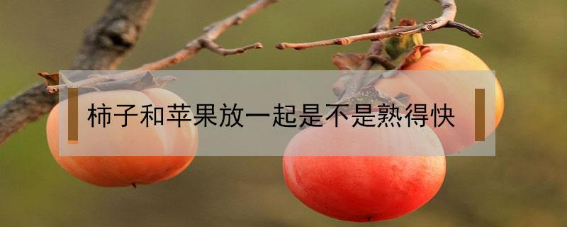 柿子和苹果放一起是不是熟得快 为什么苹果与柿子在一起,柿子熟的快