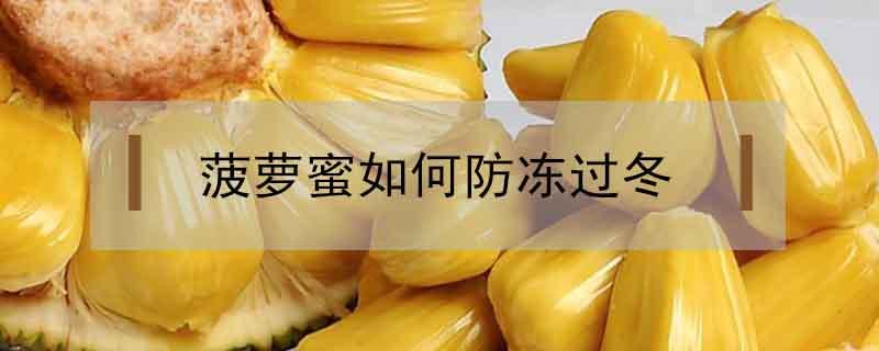 菠萝蜜如何防冻过冬 菠萝蜜怎么过冬