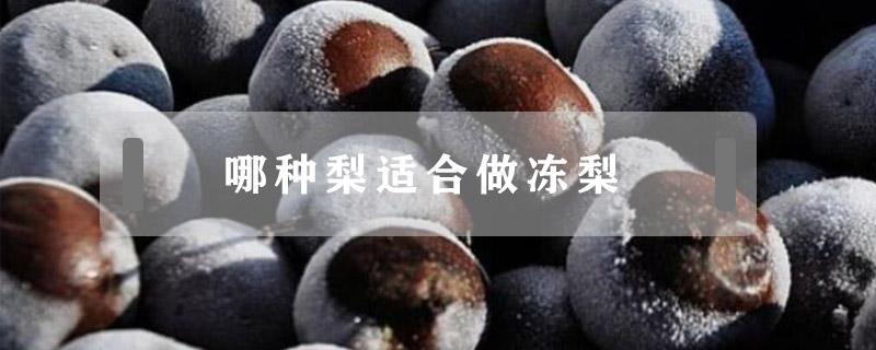 哪种梨适合做冻梨