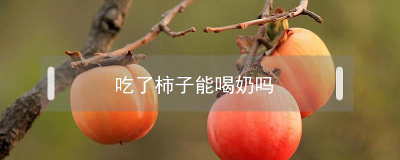 吃了柿子能喝奶吗 吃柿子还能喝奶吗