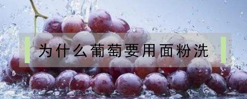 为什么葡萄要用面粉洗(面粉可以用来洗葡萄吗)