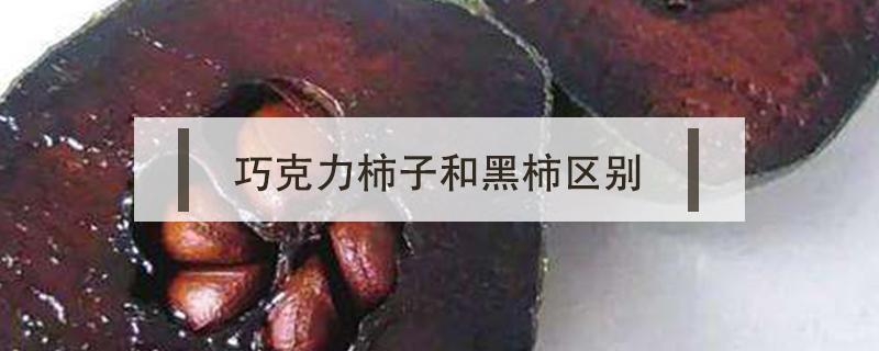 巧克力柿子和黑柿区别 巧克力柿子和普通柿子的区别