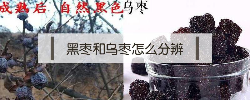 黑枣和乌枣怎么分辨（乌栆和黑枣的区别）