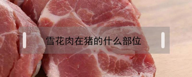 雪花肉在猪的什么部位（雪花肉在猪的哪个部位）