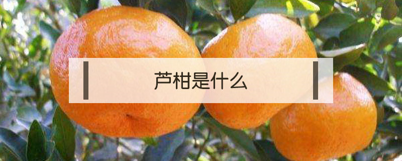 芦柑是什么（芦柑是什么水果）