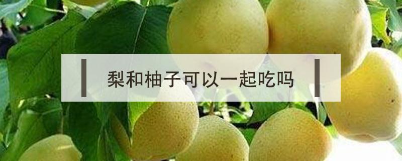 梨和柚子可以一起吃吗（柚子和梨能不能一起吃）