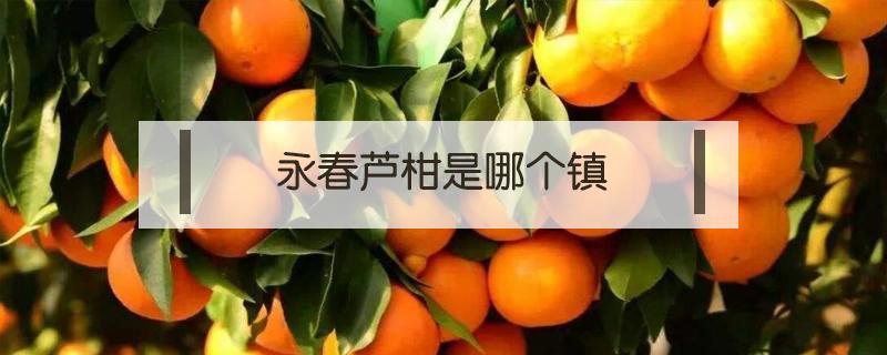 永春芦柑是哪个镇（永春芦柑地理标志）