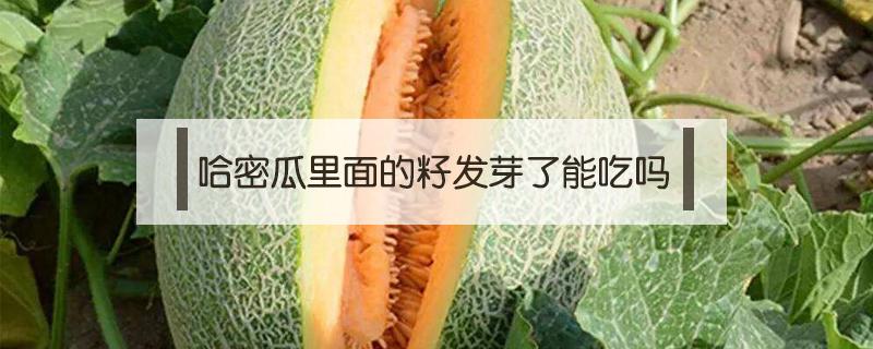 哈密瓜里面的籽发芽了能吃吗 哈密瓜里面籽发芽了可以吃吗