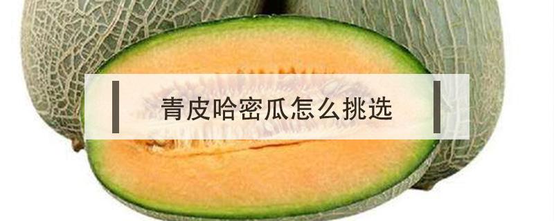 青皮哈密瓜怎么挑选(青皮哈密瓜怎样选)