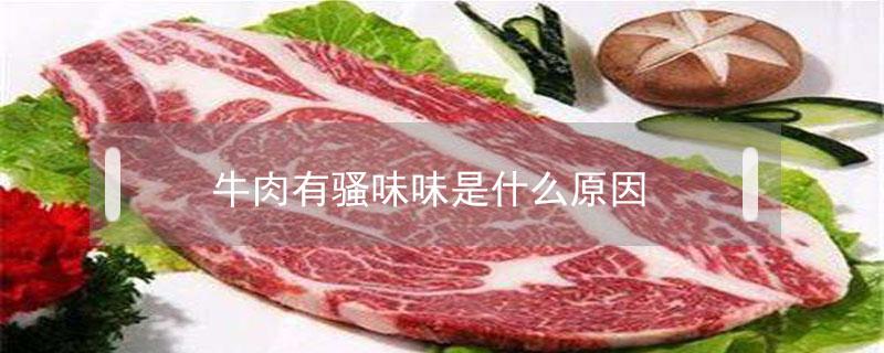 牛肉有骚味味是什么原因（牛肉是骚味还是膻味）