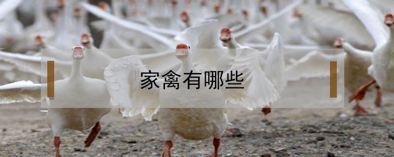 家禽有哪些（家禽有哪些动物）