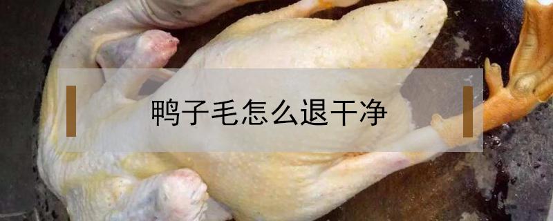 鸭子毛怎么退干净 鸭毛怎么退能干净