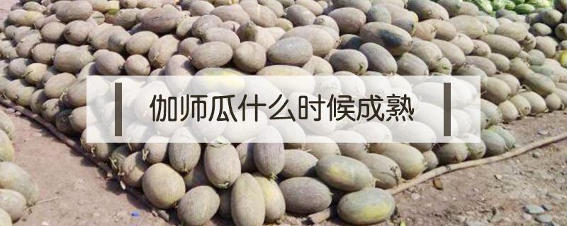 伽师瓜什么时候成熟 伽师瓜成熟时间