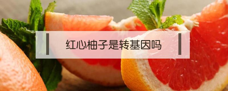 红心柚子是转基因吗 红心柚子是转基因食品吗