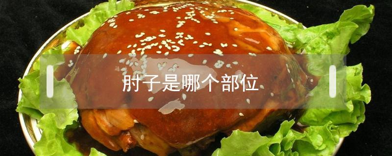 肘子是哪个部位（猪的肘子是哪个部位）