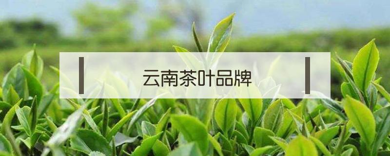 云南茶叶品牌（云南茶叶品牌哪个好）