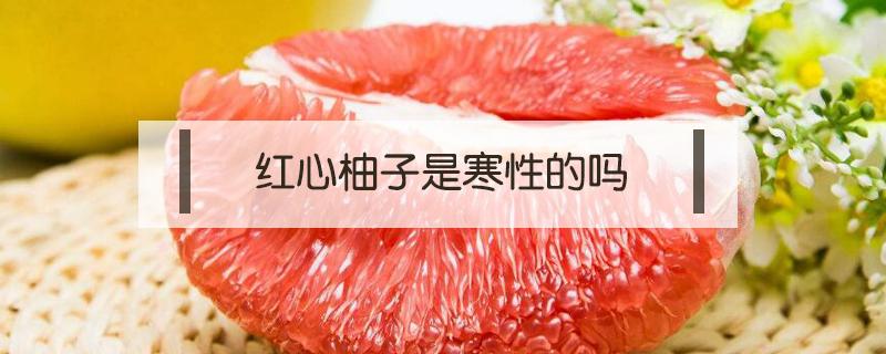 红心柚子是寒性的吗