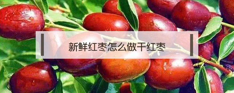 新鲜红枣怎么做干红枣(新鲜红枣怎么制作干枣)