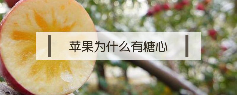 苹果为什么有糖心 糖心苹果为什么会有糖心
