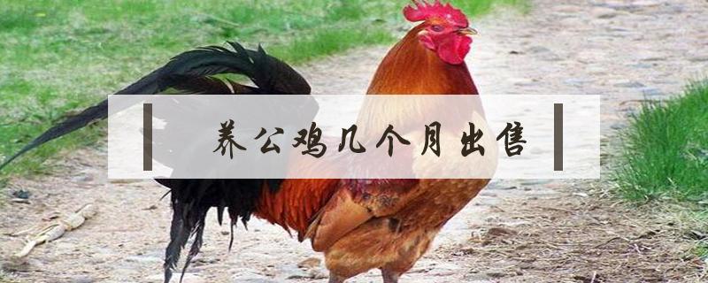 养公鸡几个月出售(鸡养多少个月可以出售)