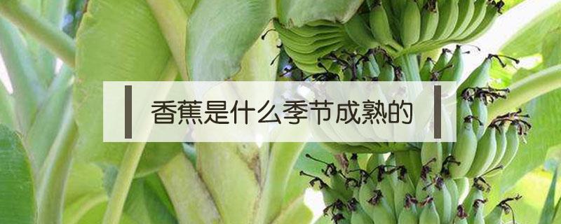 香蕉是什么季节成熟的 香蕉是什么季节成熟的水果