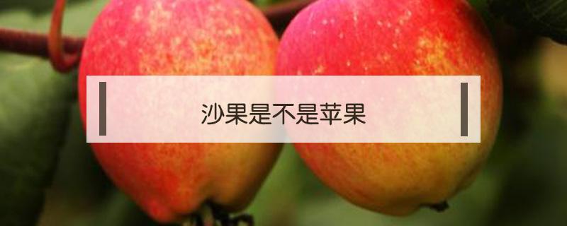 沙果是不是苹果（沙果是不是苹果?）