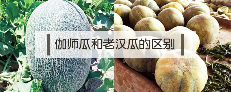 伽师瓜和老汉瓜的区别 伽师瓜怎么样是熟了