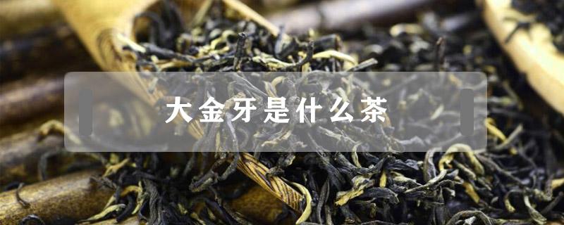 大金牙是什么茶（大金牙属于什么茶）