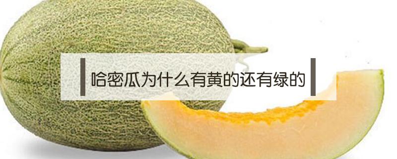 哈密瓜为什么有黄的还有绿的（哈密瓜发黄好还是发绿好）
