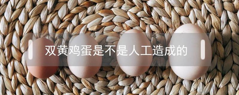 双黄鸡蛋是不是人工造成的(双黄蛋是人造鸡蛋吗)