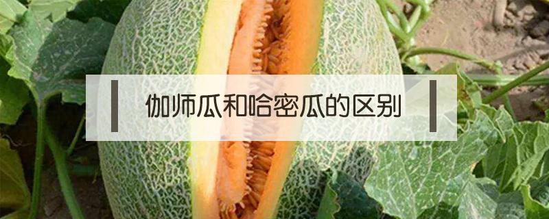 伽师瓜和哈密瓜的区别 伽师甜瓜和哈密瓜