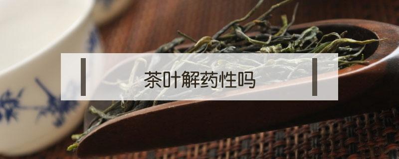 茶叶解药性吗（茶叶是否解药性）