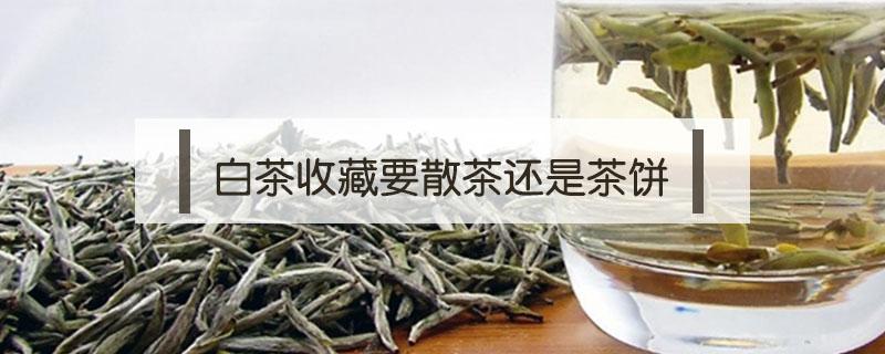 白茶收藏要散茶还是茶饼 白茶收藏散装还是饼茶