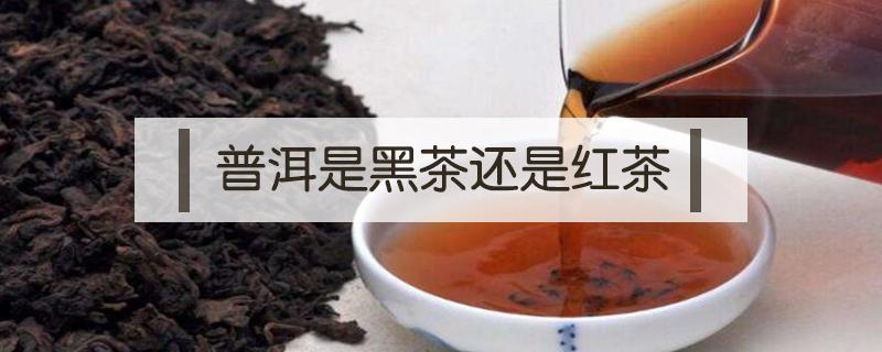 普洱是黑茶还是红茶 普洱茶是黑茶还是绿茶?