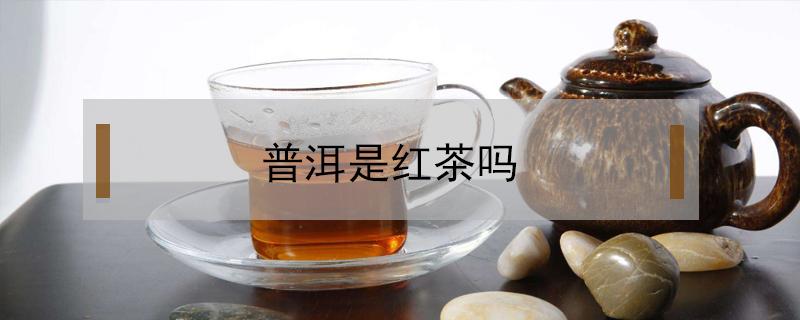 普洱是红茶吗 普洱茶是属于红茶吗