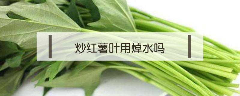 炒红薯叶用焯水吗 炒红薯叶的做法,要焯水吗