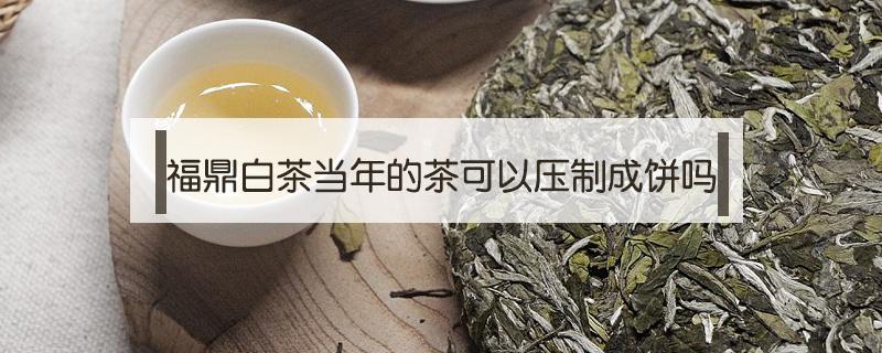 福鼎白茶当年的茶可以压制成饼吗