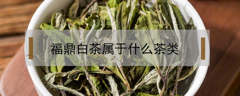 福鼎白茶属于什么茶类（福鼎白茶属于什么茶类,如何冲泡）