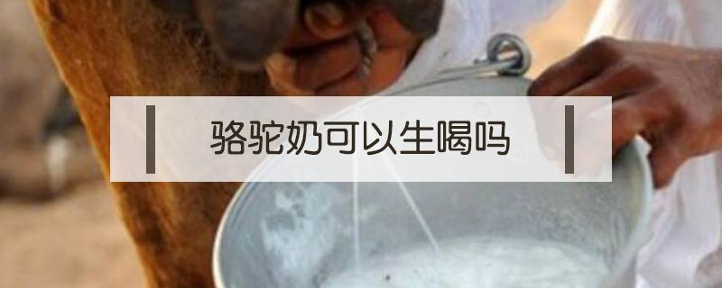 骆驼奶可以生喝吗（骆驼奶生喝还是煮喝）