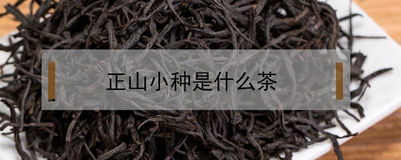 正山小种是什么茶 正山小种是什么茶适合什么季节喝