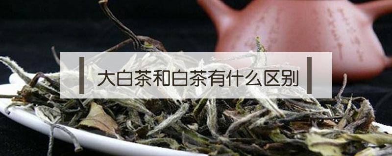 大白茶和白茶有什么区别