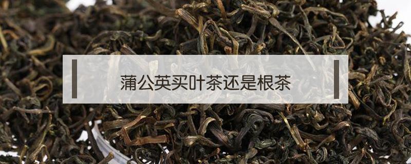 蒲公英买叶茶还是根茶（蒲公英根茶好还是叶好）