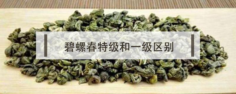 碧螺春特级和一级区别（碧螺春一级好还是特级好）