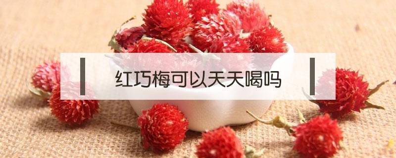 红巧梅可以天天喝吗(每天喝红巧梅的功效与作用)