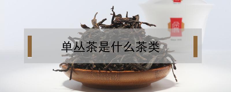 单丛茶是什么茶类（鸭屎香单丛茶是什么茶类）